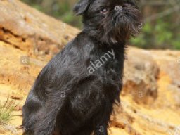 griffon_belge_20211130_1034270260